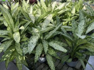 Dieffenbachia 'Vesuvio'