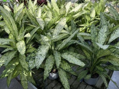 Dieffenbachia 'Vesuvio'