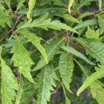 Fagus sylvatica 'Asplenifolia'