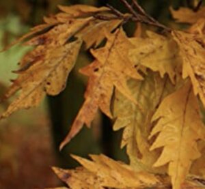 Fagus sylvatica 'Asplenifolia' in autunno