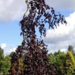 Fagus sylvatica 'Purple Fountain'