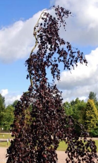 Fagus sylvatica 'Purple Fountain'