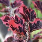 Fagus sylvatica 'Tricolor'