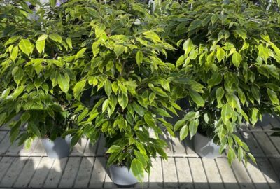 Ficus benjamina 'Aurea'