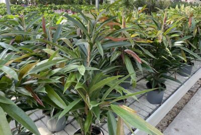 Ficus binnendijkii 'Amstel King' su bancale Vivai Frappetta