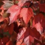 Foglie di Acer rubrum 'Red Sunset'