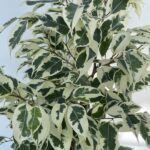 Foglie di Ficus benjamina 'Twilight' Vivai Frappetta