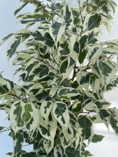 Foglie di Ficus benjamina 'Twilight' Vivai Frappetta