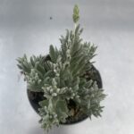 Lavandula lanata LAVANDA