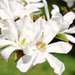 Magnolia kobus Fiori