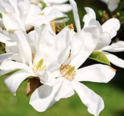 Magnolia kobus Fiori