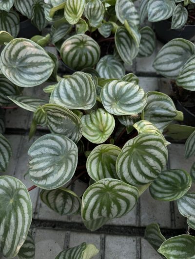 Peperomia obtusifolia - immagine 4