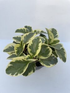 Peperomia obtusifolia 'Golden Gate'