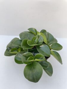 Peperomia obtusifolia 'Green'