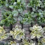 Peperomia obtusifolia Vivai Frappetta