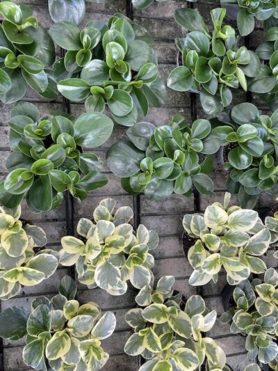 Peperomia obtusifolia Vivai Frappetta