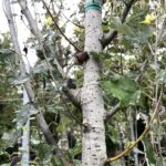 Populus alba ‘Pyramidalis’ PIOPPO BIANCO PIRAMIDALE Dettaglio