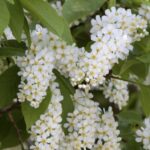 Prunus padus fiori