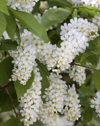 Prunus padus fiori