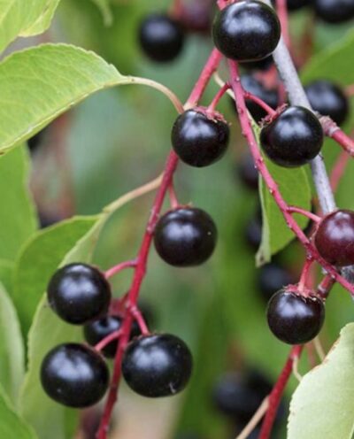 Prunus padus frutti