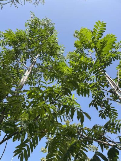 Pterocarya fraxinifolia