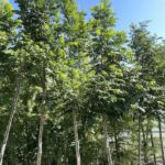 Pterocarya fraxinifolia - Vivai Frappetta