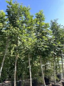 Pterocarya fraxinifolia - Vivai Frappetta