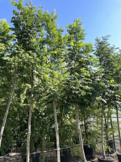 Pterocarya fraxinifolia - Vivai Frappetta