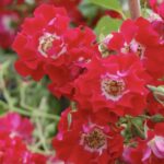 ROSA PIANGENTE RAMBLING ROSIE