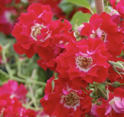 ROSA PIANGENTE RAMBLING ROSIE