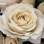 ROSA PRINCESSE ASTRID DE BELGIQUE