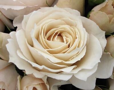 ROSA PRINCESSE ASTRID DE BELGIQUE