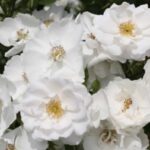 Rosa Piangente Hella