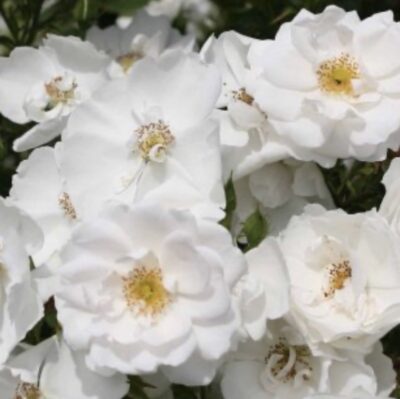 Rosa Piangente Hella