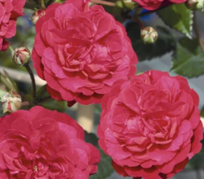 Rosa Piangente Lola