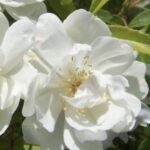 Rosa banksiae 'Purezza'