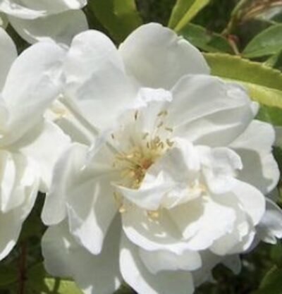 Rosa banksiae 'Purezza'