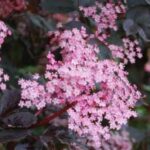 Sambucus nigra ‘Black Beauty’