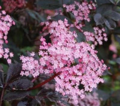 Sambucus nigra ‘Black Beauty’