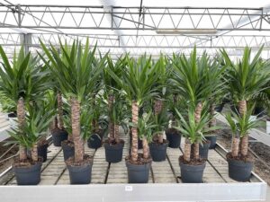 Yucca elephantipes Vaso 21cm Vivai Frappetta