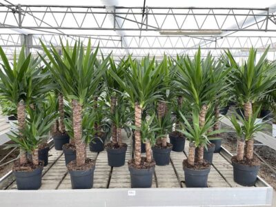 Yucca elephantipes Vaso 21cm Vivai Frappetta