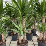 Yucca elephantipes - Vivai Frappetta