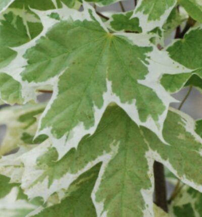 Acer platanoides 'Drummondii'