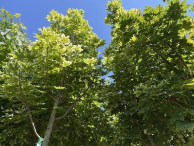 Acer platanoides  'Drummondii' AF Vivai Frappetta