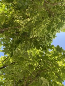 Dettaglio Acer platanoides  'Drummondii' 2 Vivai Frappetta