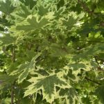 Dettaglio Acer platanoides  'Drummondii'- Vivai Frappetta