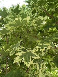 Dettaglio Acer platanoides  'Drummondii'- Vivai Frappetta