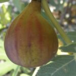 Fico Osborn Prolific