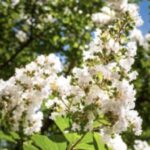 Lagerstroemia indica 'Natchez'