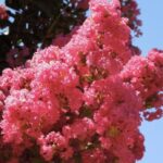 Lagerstroemia indica 'Tuscarora'